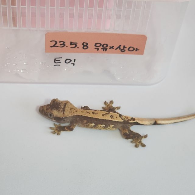 노멀 트라이 화이트핀 화이트포트홀 쿼드 화이트스팟