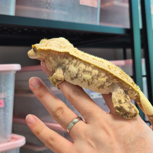 노멀 트라이 드리피 화이트포트홀