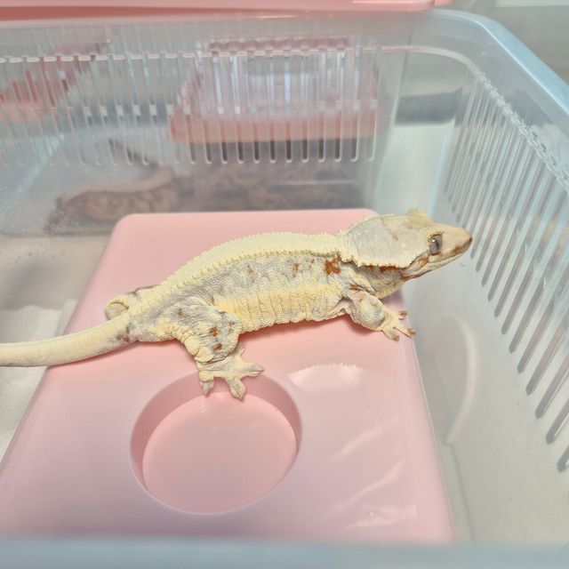 릴리화이트 트라이 드리피 화이트포트홀 레드 레이지