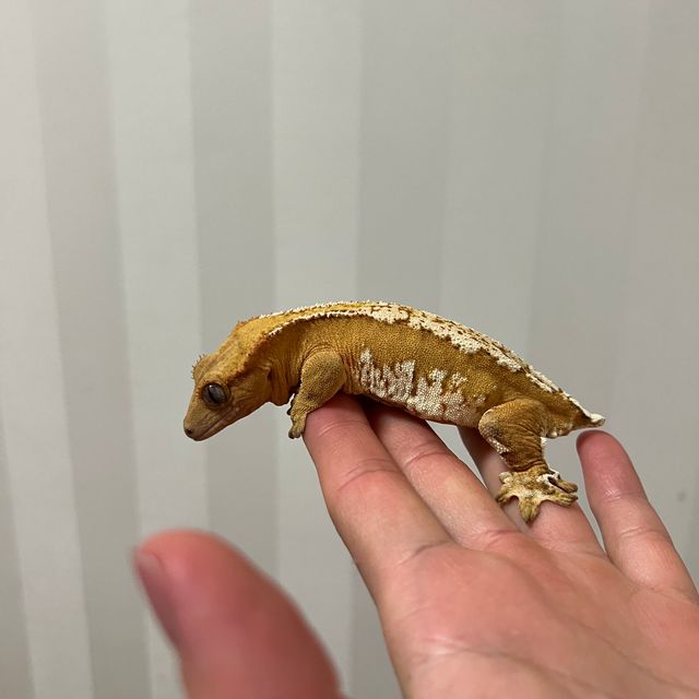 크림시클