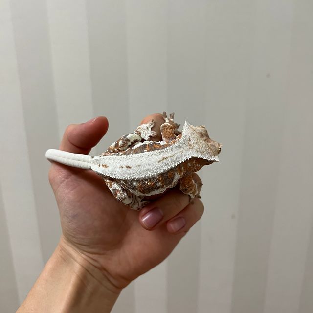릴리화이트