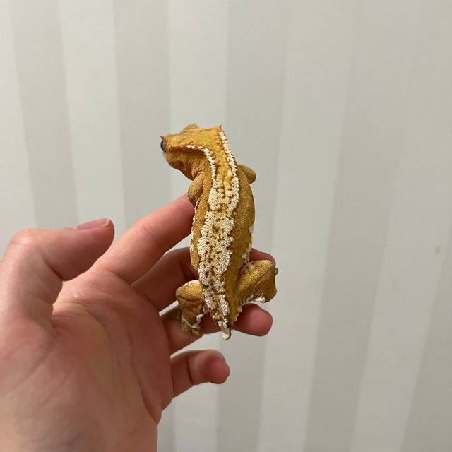 크림시클