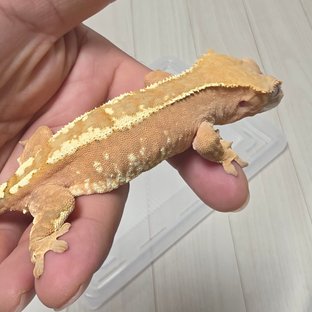 카푸치노