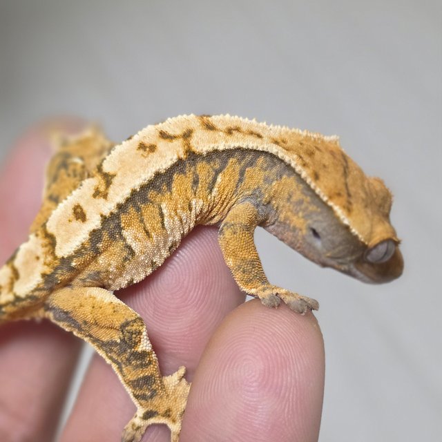 트라이 익스트림할리퀸 화이트크라운