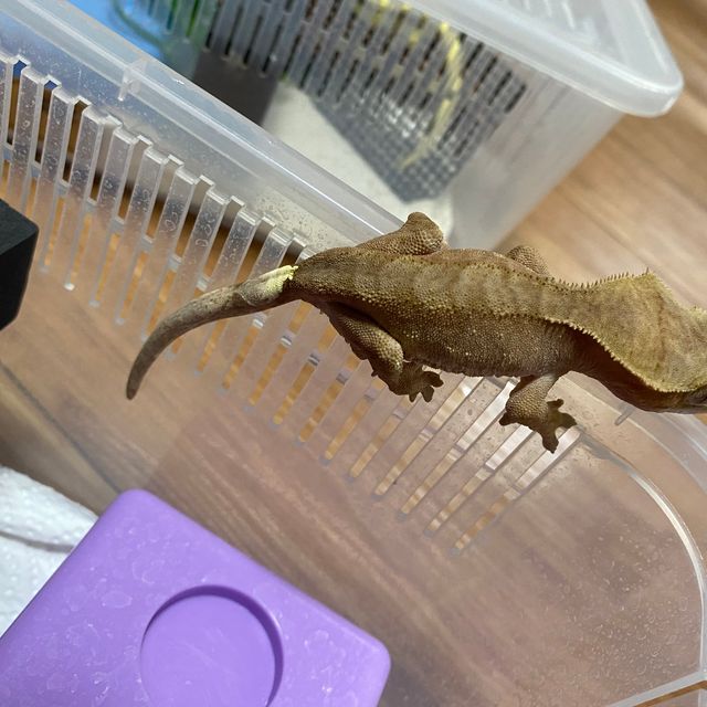 노멀 벅스킨 레드