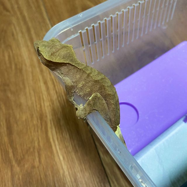 노멀 벅스킨 레드