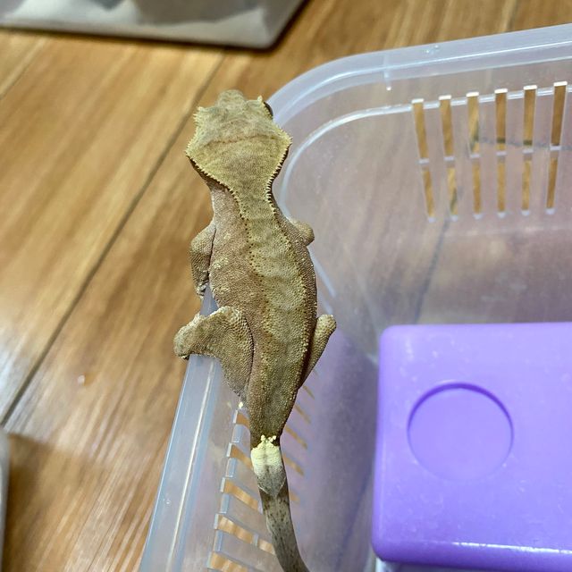 노멀 벅스킨 레드