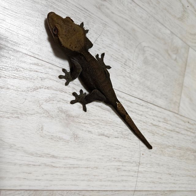 챠콜