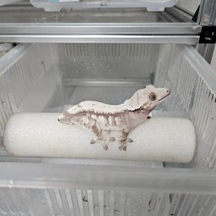 세이블