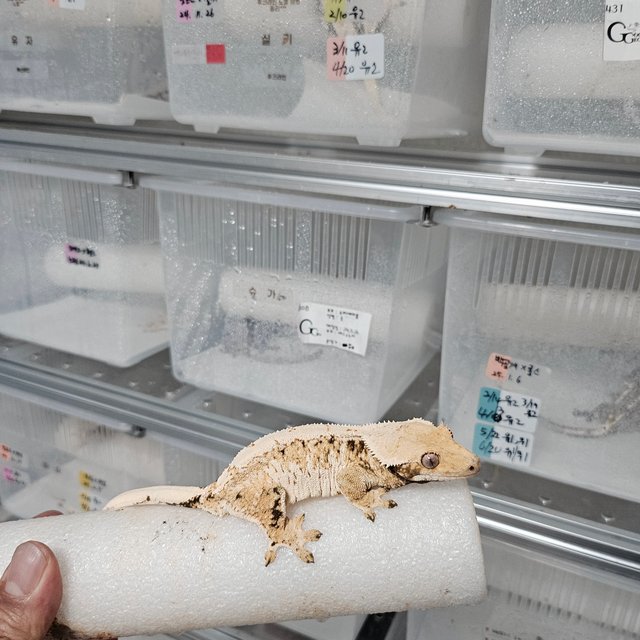 노멀 트라이 드리피 화이트스팟