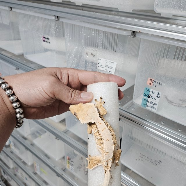 노멀 트라이 드리피 화이트스팟