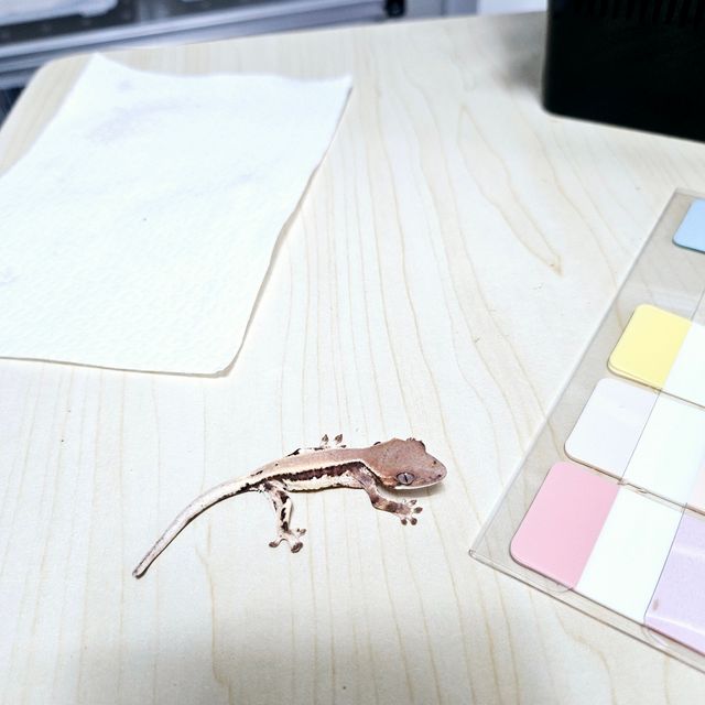 릴리 세이블