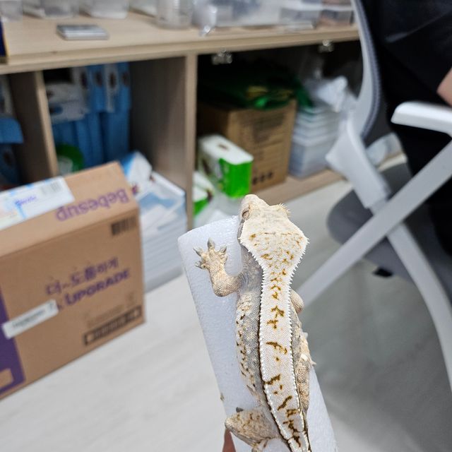 노멀 트라이 화이트스팟