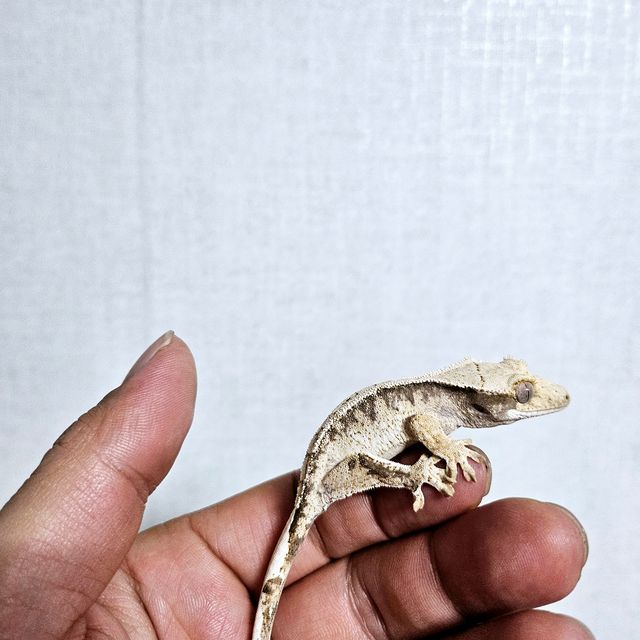 노멀