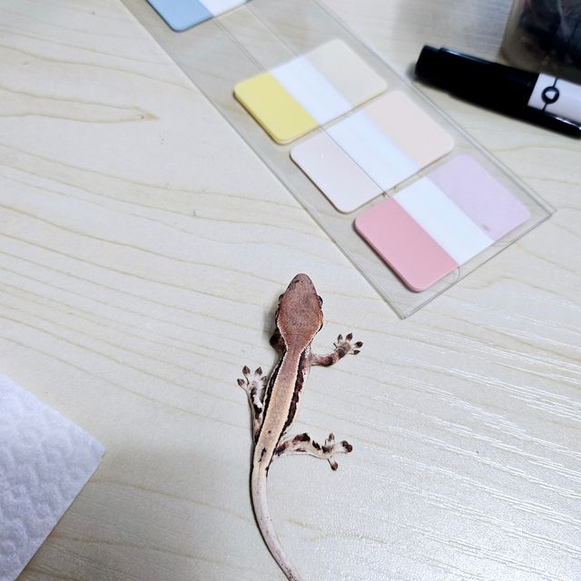 릴리 세이블