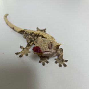 트라이 익스트림할리퀸