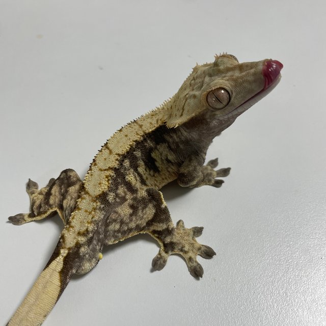 트라이 익스트림할리퀸