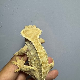 트라이 화이트스팟