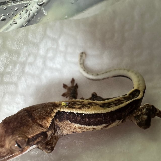 트라이 쿼드 풀핀