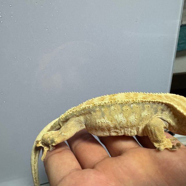 트라이 화이트스팟