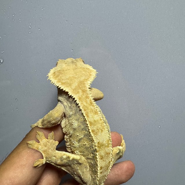 트라이 화이트스팟