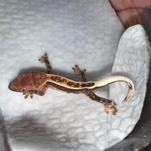 트라이 쿼드 풀핀