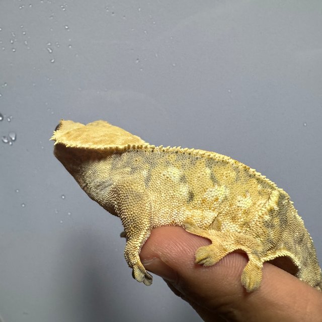 트라이 화이트스팟