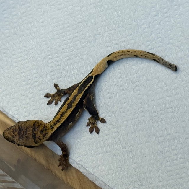 엠티백 쿼드 풀핀 핀스트라이프 100%헷아잔틱