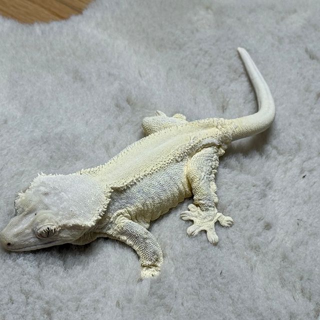 판다 릴리화이트