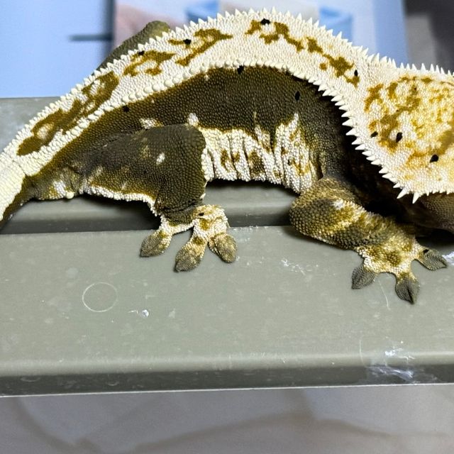 100%헷아잔틱
