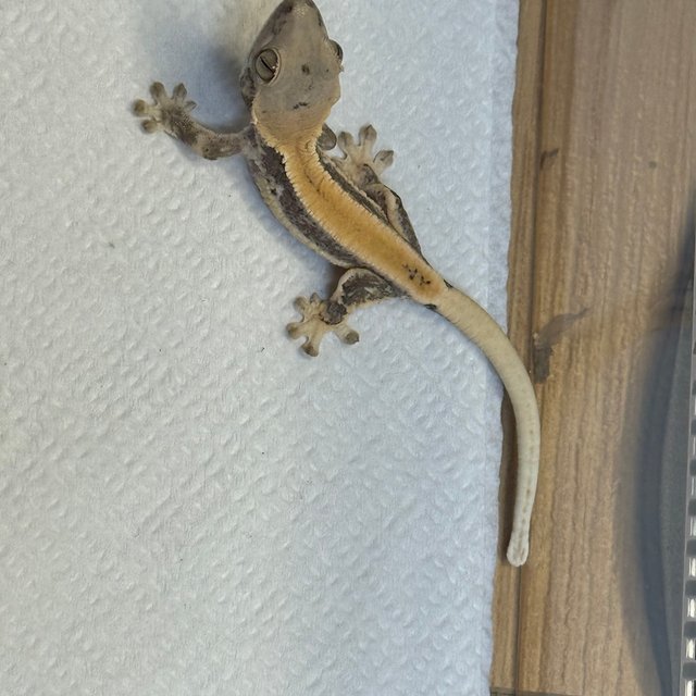 판다 레이지 릴리화이트