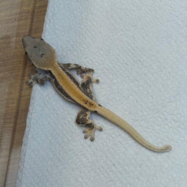 판다 레이지 릴리화이트