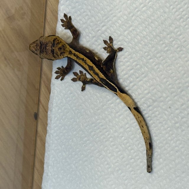 엠티백 쿼드 풀핀 핀스트라이프 100%헷아잔틱