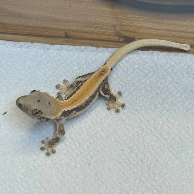 판다 레이지 릴리화이트