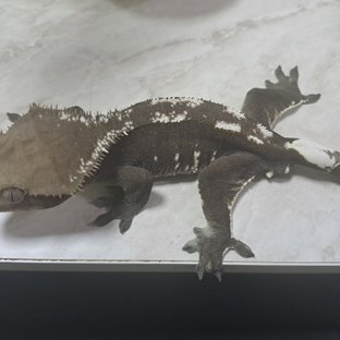 아잔틱 핀스트라이프 화이트핀 화이트포트홀