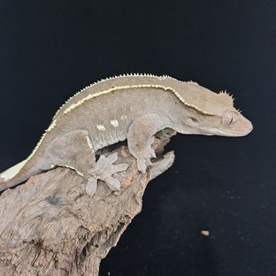 아잔틱 핀스트라이프 화이트핀