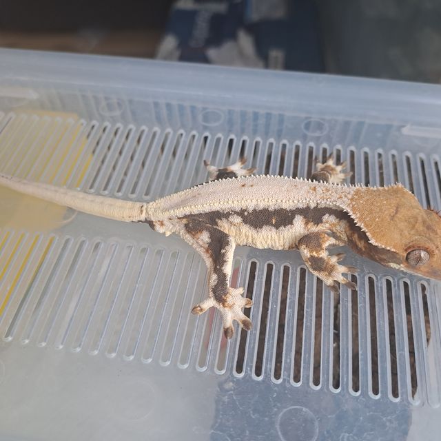 릴리화이트 트라이