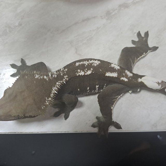 아잔틱 핀스트라이프 화이트핀 화이트포트홀