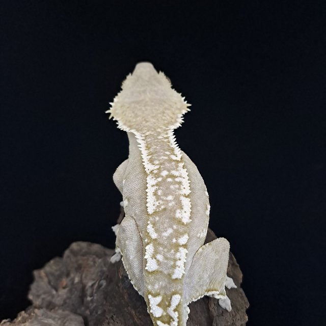 아잔틱 화이트핀 화이트스팟 화이트포트홀