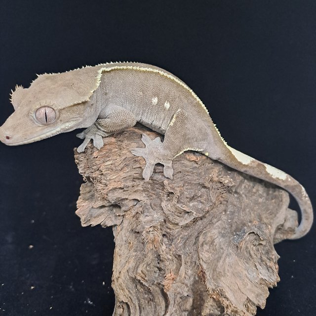 아잔틱 핀스트라이프 화이트핀