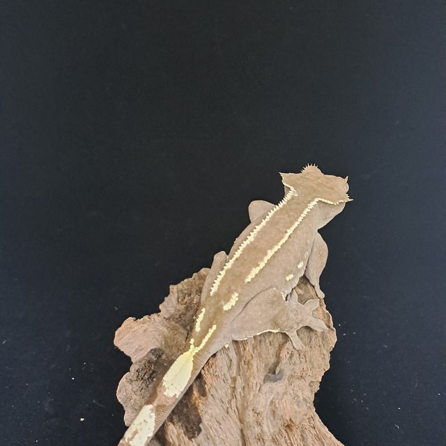 아잔틱 핀스트라이프 화이트핀