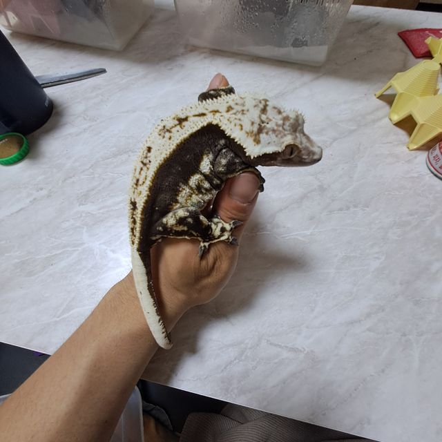 노멀 다크 블랙