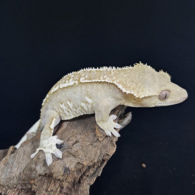 아잔틱 화이트핀 화이트스팟 화이트포트홀