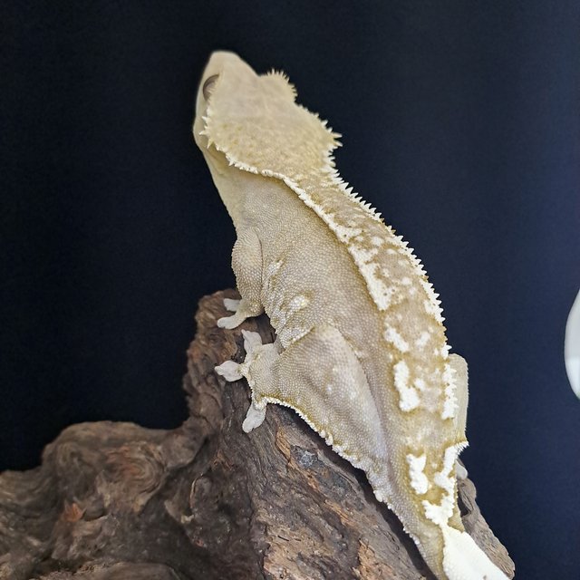 아잔틱 화이트핀 화이트스팟 화이트포트홀