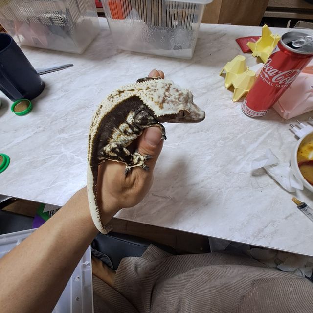 노멀 다크 블랙