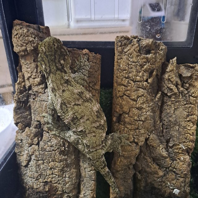 GT GTX 파인아일랜드