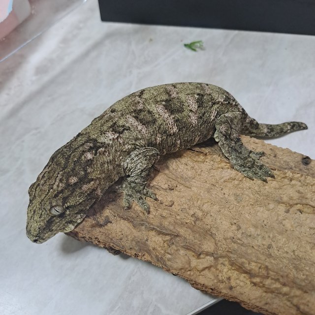 GT GTX 파인아일랜드