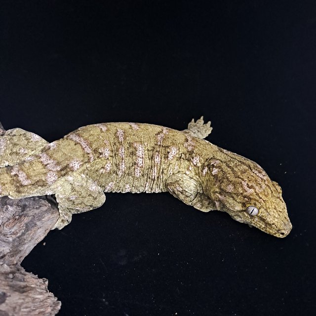 GT GTX 파인아일랜드