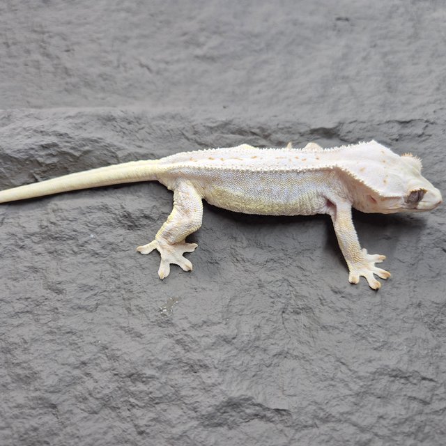 릴리화이트 크림