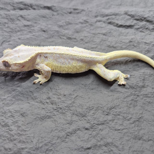 릴리화이트 크림